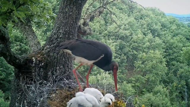 The Black Stork (Ciconia Nigra) feeding the little ones in Kosovo смотреть онлайн