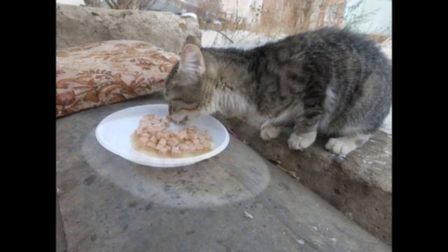 КОТЕНОК СРОЧНО ИЩЕТ ДОМ! ПЕТРОПАВЛОВСК КАЗАХСТАН смотреть онлайн