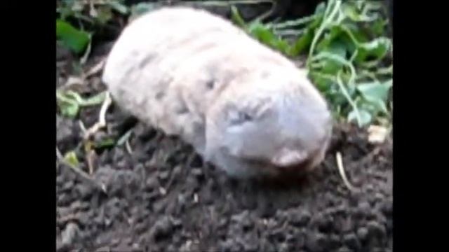 Слепыши - огородные грызуны смотреть онлайн