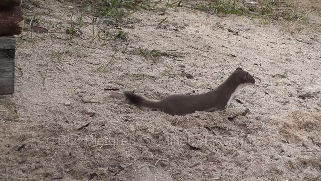 Springendes Hermelin - Jumping Stoat смотреть онлайн