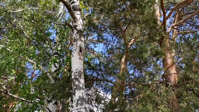 Скворцы в дупле. Как они кормят своих деток. Наблюдаем за природой. Наш Воронеж! смотреть онлайн