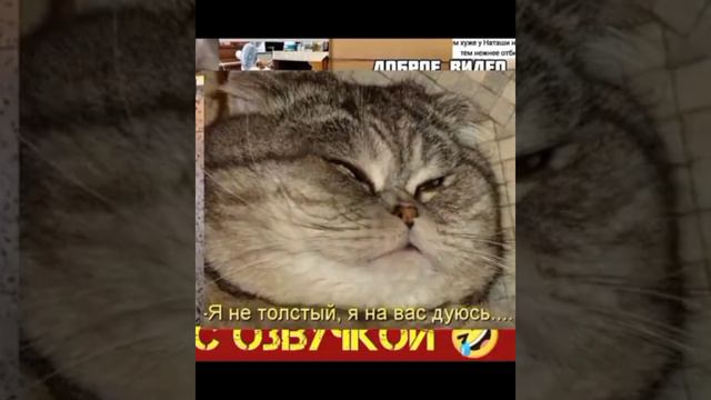 то что я проснулся уже победа, смешные картинки мемы приколы с озвучкой 🤣 смотреть онлайн