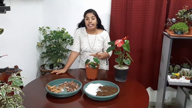 Anthurium plant care(malayalam language) смотреть онлайн
