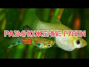 ЧТО НУЖНО ЗНАТЬ О РАЗМНОЖЕНИЕ ГУППИ