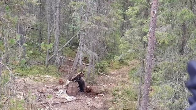Охота на медведя на приваде, живая съёмка смотреть онлайн