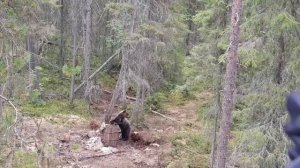 Охота на медведя на приваде, живая съёмка