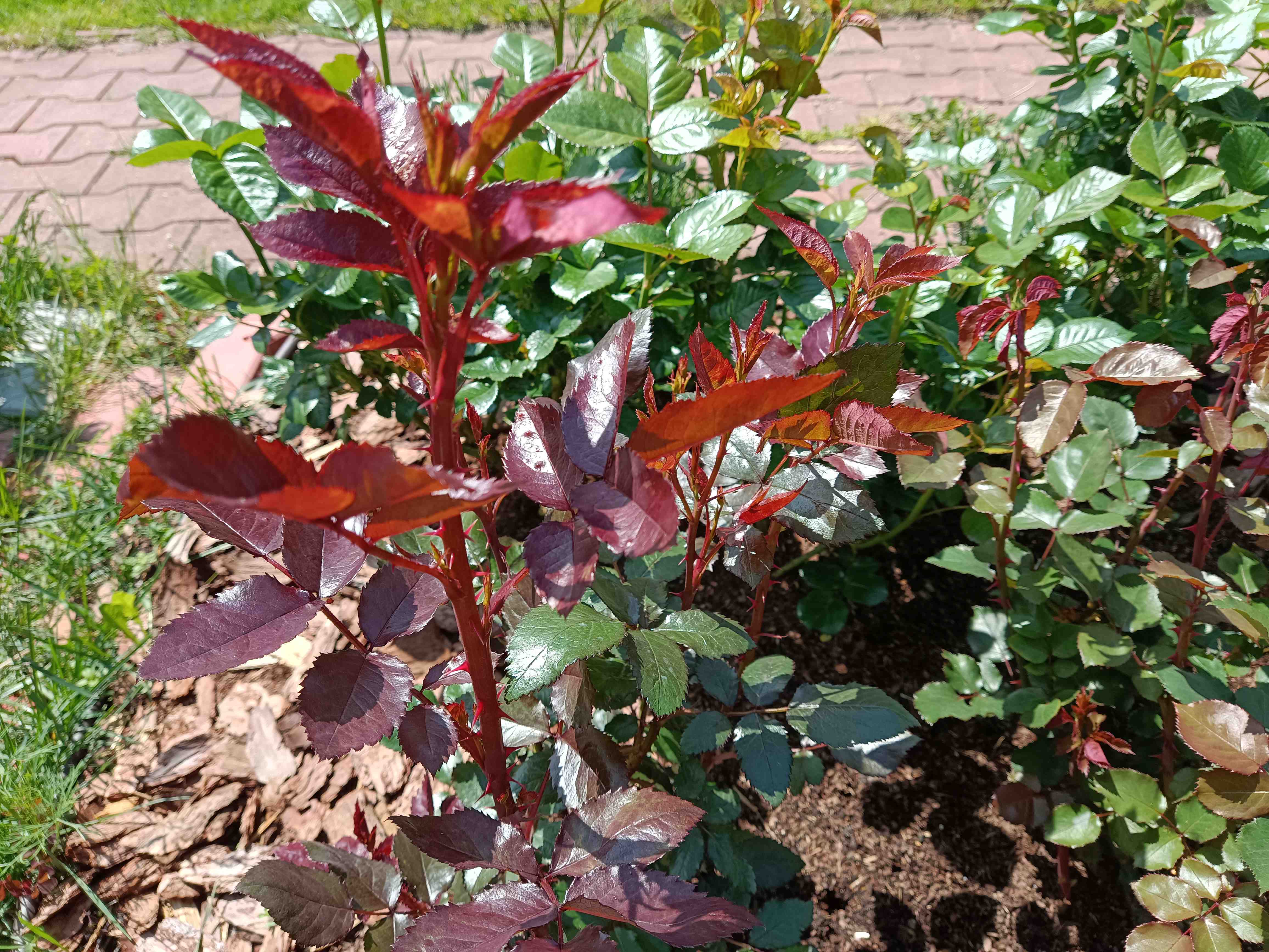 РОЗЫ. ГОТОВИМ ПЫШНОЕ ЦВЕТЕНИЕ смотреть онлайн