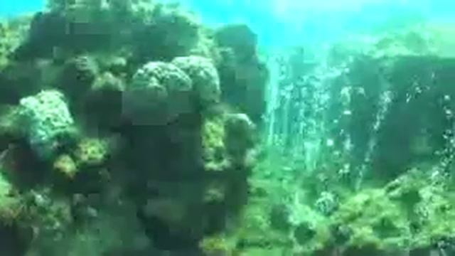 Tiny bubbles signal severe impacts to coral reefs worldwide смотреть онлайн