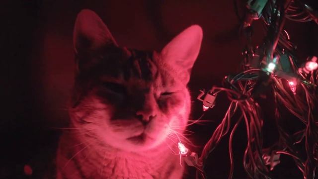 COMMENT LES CHATS VOIENT DANS LE NOIR OU DANS L'OBSCURITÉ ? Voient ils dans la nuit ? смотреть онлайн