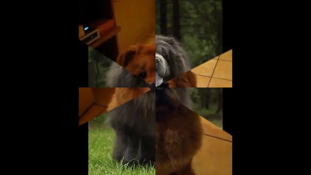 Beautiful photos of dog breeds Chow Chow смотреть онлайн