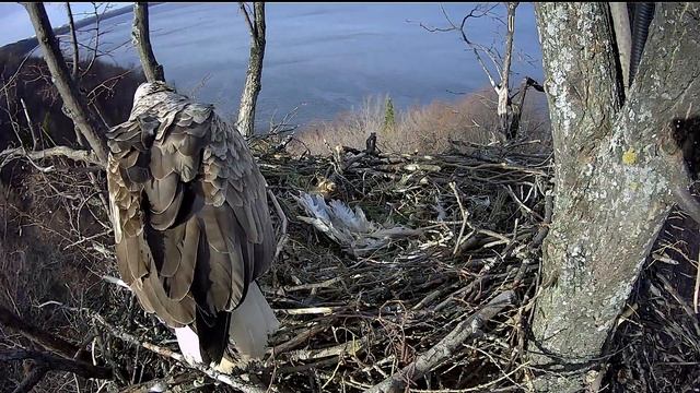 26.04.2019 , орлан-белохвост смотреть онлайн