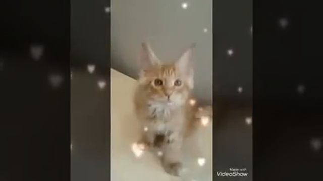 Мейн-кун котёнок - кошечка красный солид смотреть онлайн