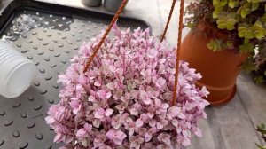 Каллизия- комнатный цветок.