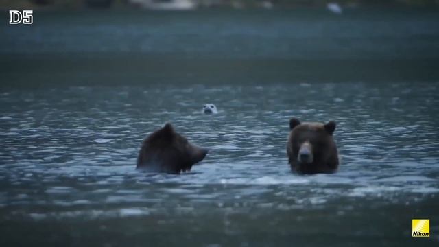 Listen To The Pros: Nature & Wildlife Photography, Nikon D5, Ole Jørgen Liodden