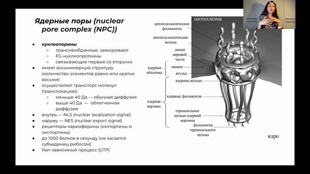Строение и функции ядра. Медбио. смотреть онлайн