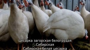 Цесарка бройлерная