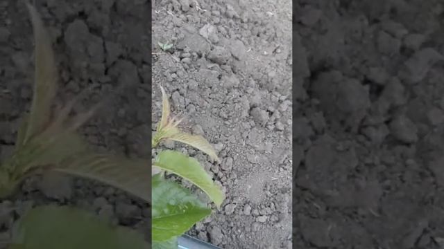 Отгибание ветвей саженцев. смотреть онлайн