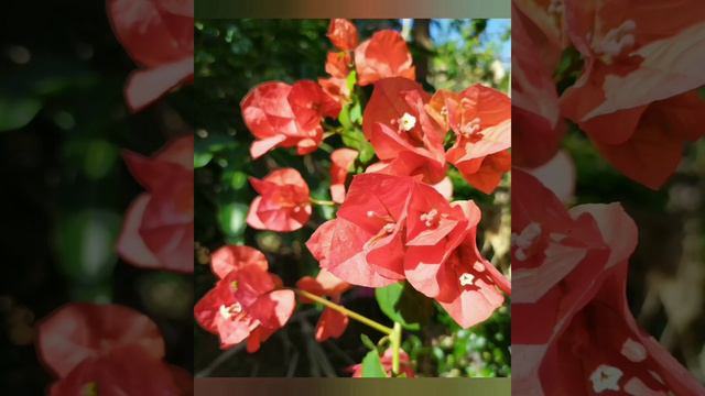 12 Cores de Bougainvillea! смотреть онлайн
