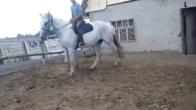 ПРОДАЮ ЛОШАД смотреть онлайн