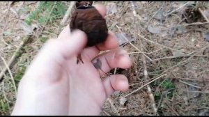 Почему этот гриб в КРАСНОЙ КНИГЕ? Гриб Саркосома Шаровидная. Молодильный гриб. Земляное масло.