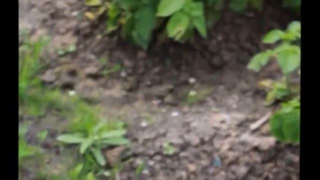 Ручной опрыскиватель "Туман". Принцип действия смотреть онлайн