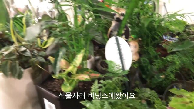 [SUB/호주라이프Vlog]발렌시아가 신발사고, 파리지옥 식물사고, 크리스피 고양이와 크리스피 도넛 소개❤︎ смотреть онлайн