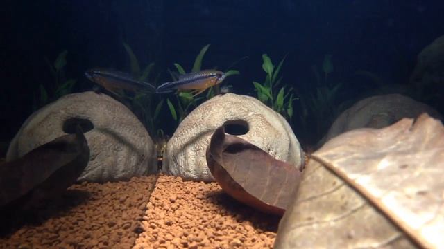 Apistogramma Agassizii "Alenquer" смотреть онлайн