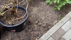 Выращивание картофеля в ведрах, Западная Сибирь, 01.09.2022.