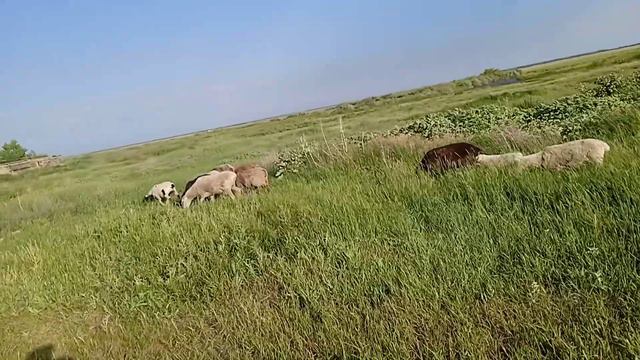 Овцы на пастбище. 29.06.22. смотреть онлайн