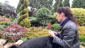 Размножение Можжевельника Лайм Глоу ?