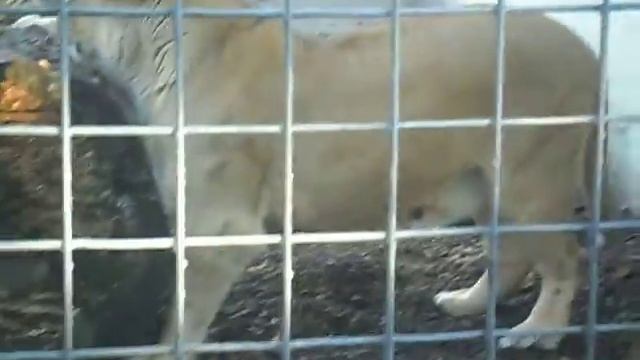 Жизнь в Германии. Хойерсверда. Зоопарк. Львица-2. смотреть онлайн