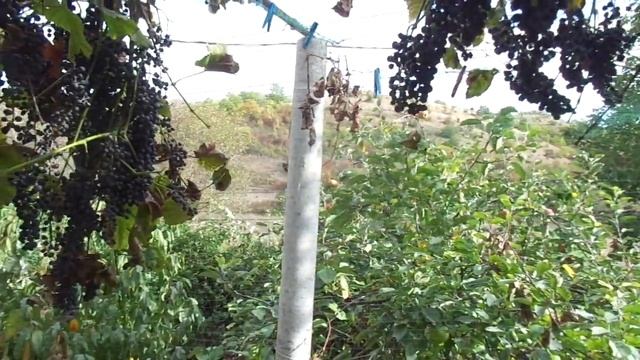 О профанах в виноградарстве. Лучший винный и не винный сорт. смотреть онлайн