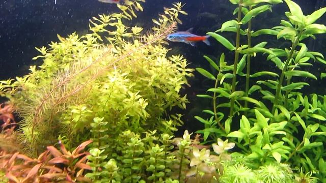 Общая жесткость аквариумной воды. GH. Как понизить жесткость воды в аквариуме.