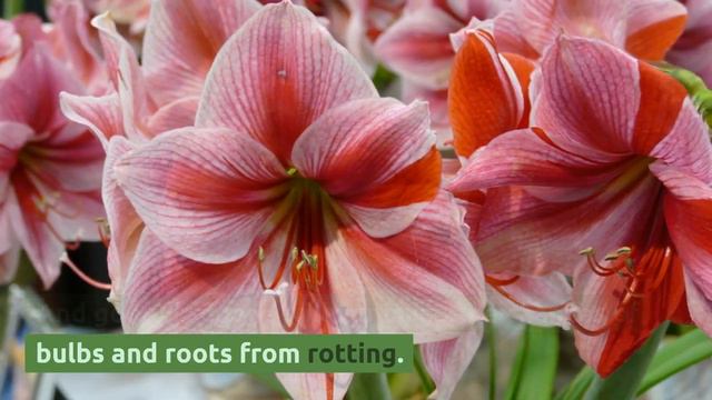 Amaryllis: Grow and Care Tips смотреть онлайн