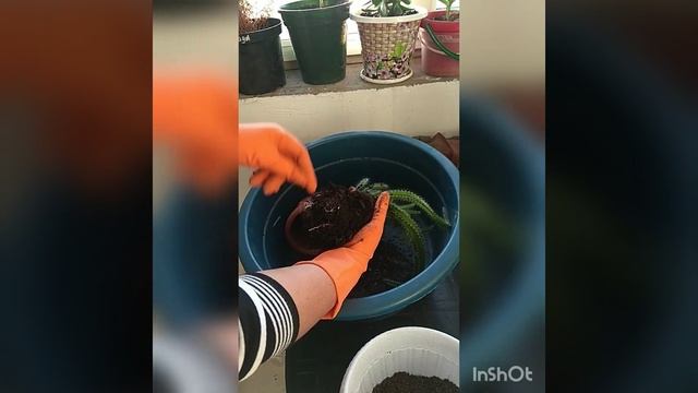 Как пересадить кактус смотреть онлайн
