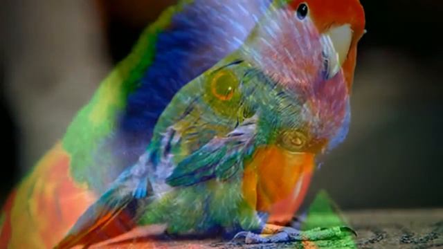 Экзотические птицы. Exotic birds смотреть онлайн