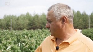 Бизнес на селе #40. Малиновый рай. Как заработать миллионы на ягодах и яблоках?