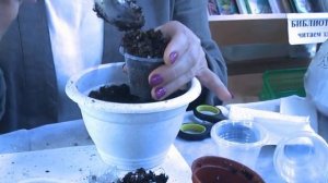 Минисиннингии.Опыт выращивания(Н.Старостенко)