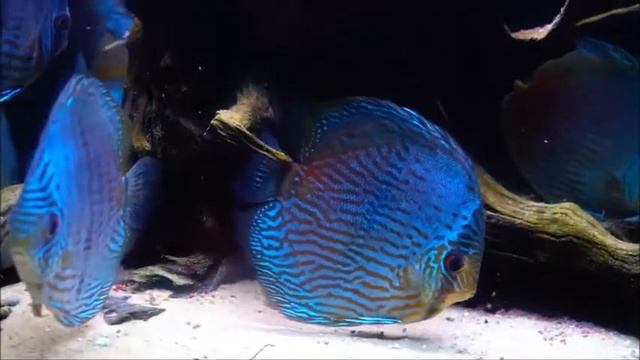 Gorgeous Blue Moon Heckel. Thanks Wild Discus from Amazon смотреть онлайн
