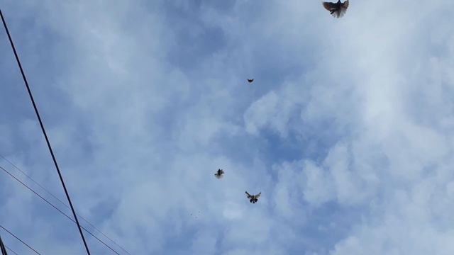 Голуби. С наступающим Рождеством. 05.01.2023. смотреть онлайн