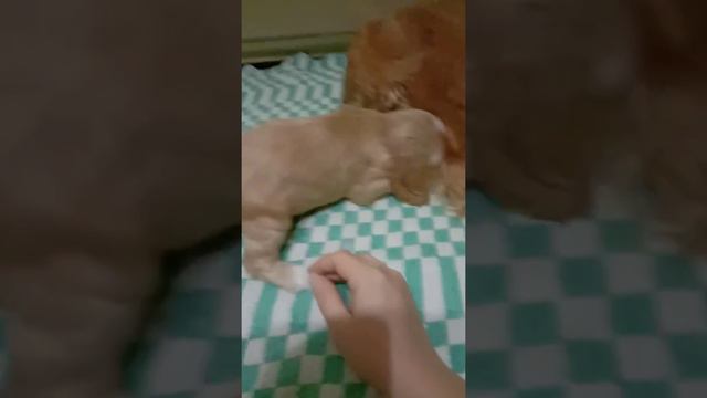 Кокер спаниель мальчишка,нам месяц!!!! смотреть онлайн
