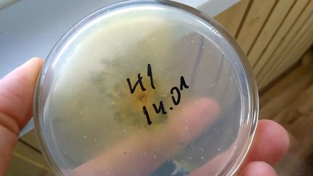 Разные триходермы и отличия триходермы от пеницилла смотреть онлайн