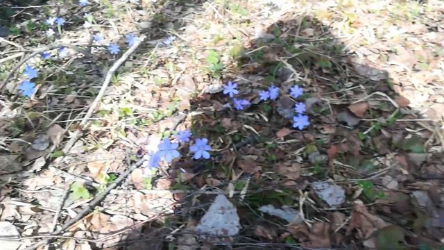 Мы попали в сказочный лес. Печеночница. #печеночница смотреть онлайн