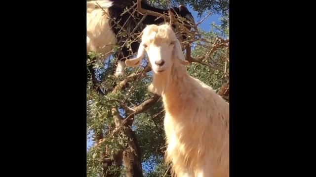 Козы на дереве смотреть онлайн