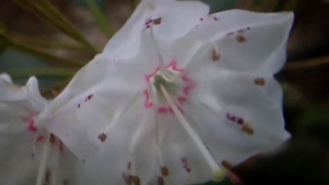 Mountain Laurel ( Kalmia latifolia ) смотреть онлайн