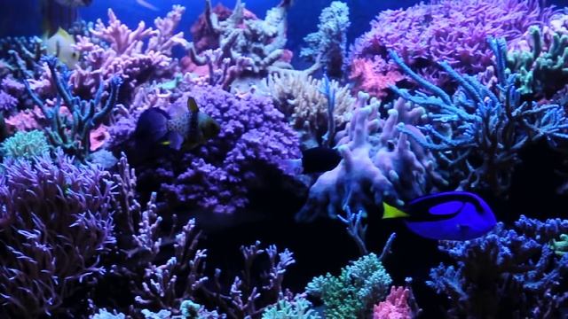 Обслуживание аквариума смотреть онлайн