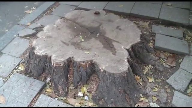 Улица Бэнулеску-Бодони лишилась роскошной зелени деревьев смотреть онлайн
