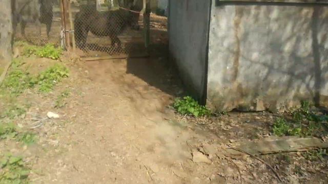 1 часть КОНОВЛОГ ! Тренеровки и другие лошади +описание смотреть онлайн