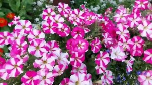 ОЧЕНЬ НАРЯДНАЯ петуния Джоконда Роуз энд Вайт!!