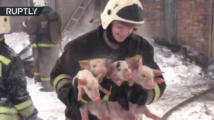 Спасение 150 поросят смотреть онлайн